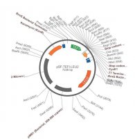 PSF-TEFI-LEU2 - LEUCINE YEAST SELECTION PLASMID OGS531-5UG