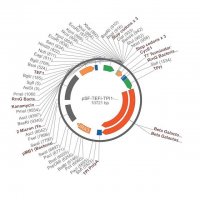 PSF-TEFI-TPI1-BETAGAL-URA3 - BETA GALACTOSIDASE YEAST PLASMID OGS544-5UG