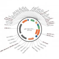 PSF-TEFI-TPI1-RLUC-URA3 - RENILLA LUCIFERASE YEAST PLASMID OGS546-5UG
