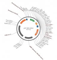 PSF-TEFI-URA3 - URACIL YEAST SELECTION PLASMID OGS534-5UG