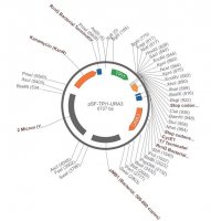 PSF-TPI1-URA3 - STRONG PROMOTER YEAST PLASMID OGS538-5UG