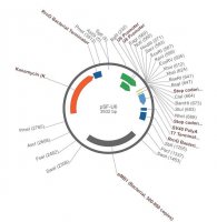 PSF-U6 - SIRNA/RNAI EXPRESSION PLASMID OGS51-5UG