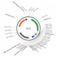 PSF-UB - UBIQUITIN PROMOTER EXPRESSION PLASMID OGS46-5UG