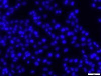 DAPI ready made solution 