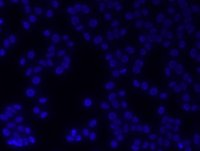 DAPI ready made solution with Antifade MBD0020-10ML