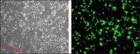 Escort IV Transfection Reagent 