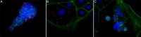 Anti- Proteus mirabilis antibody produced in rabbit 