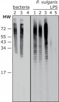 Anti-Proteus vulgaris LPS antibody, Mouse monoclonal 