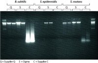 GenElute Bacterial Genomic DNA Kits NA2100-1KT