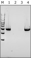 Lysostaphin from Staphylococcus staphylolyticus 