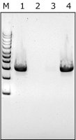 Lysozyme from chicken egg white SAE0152-1G
