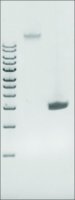 Microbial DNA standard from Enterococcus faecalis MBD0012-0.3UG
