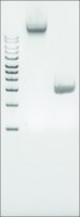 Microbial DNA standard from Proteus vulgaris 