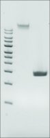 Microbial DNA standard from Pseudomonas Aeruginosa MBD0014-0.3UG
