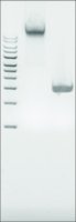 Microbial DNA standard from Salmonella enterica 