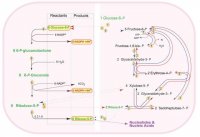 Pentose Phosphate Metabolite Library ML0012-1KT