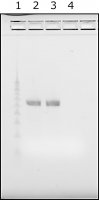 Water,microbial DNA free 