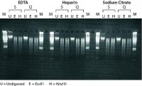 GenElute Blood Genomic DNA Kit NA2010-1KT