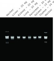 GenElute Mammalian Genomic DNA Miniprep Kits G1N70-1KT