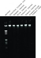 GenElute Plant Genomic DNA Miniprep Kit G2N10-1KT