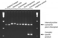 REDExtract-N-Amp Plant PCR Kit XNAPS-1KT