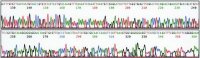 REDExtract-N-Amp Seed PCR Kit XNAS-1KT