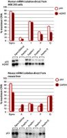 GenElute Direct mRNA Miniprep Kits DMN10-1KT