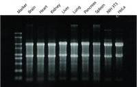 GenElute Mammalian Total RNA Miniprep Kit RTN70-1KT