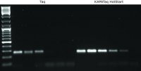 KAPA Taq PCR Kit with dNTPs 