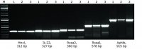 KAPA2G Fast Genotyping Mix KK5121