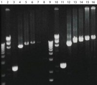 AccuTaq LA DNA Polymerase 
