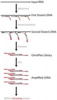 Complete Whole Transcriptome Amplification Kit 