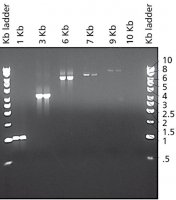 JumpStart Taq DNA Polymerase 