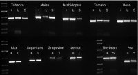 KAPA3G Plant PCR Kit 