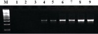 MTP Taq DNA Polymerase 