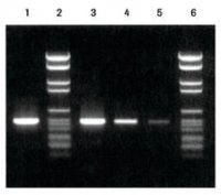 PCR Nucleotide Mix 