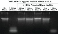 Protector RNase Inhibitor 