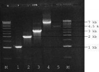 ReadyMix Taq PCR Reaction Mix 