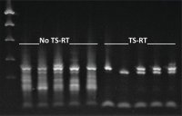 ThermaStop-RT 