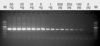 Transcriptor Reverse Transcriptase 