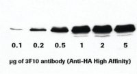 Anti-HA High Affinity 