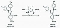 Cell Proliferation Kit I (MTT) 11465007001