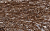 Anti--Actin Antibody, clone 6L12, ZooMAb Rabbit Monoclonal 