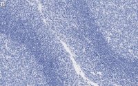 Anti--Tubulin Antibody, clone 1C9 ZooMAb Rabbit Monoclonal 