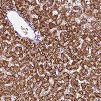 Anti-AADAT antibody produced in rabbit 