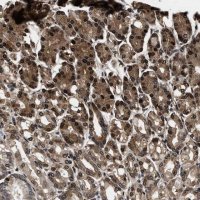 Anti-ACCS antibody produced in rabbit 