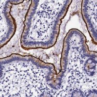 Anti-ACE2 antibody produced in rabbit HPA000288-100UL