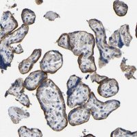 Anti-ACKR2 antibody produced in rabbit 
