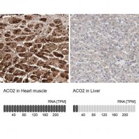 Anti-ACO2 antibody produced in rabbit 