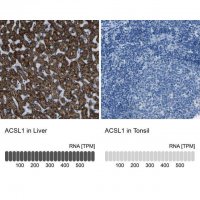 Anti-ACSL1 antibody produced in rabbit 